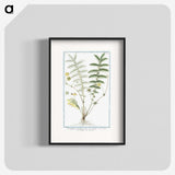 1-56_Hortus-Romanus-Botanical-Plates_blk