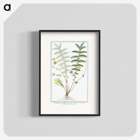 1-56_Hortus-Romanus-Botanical-Plates_blk