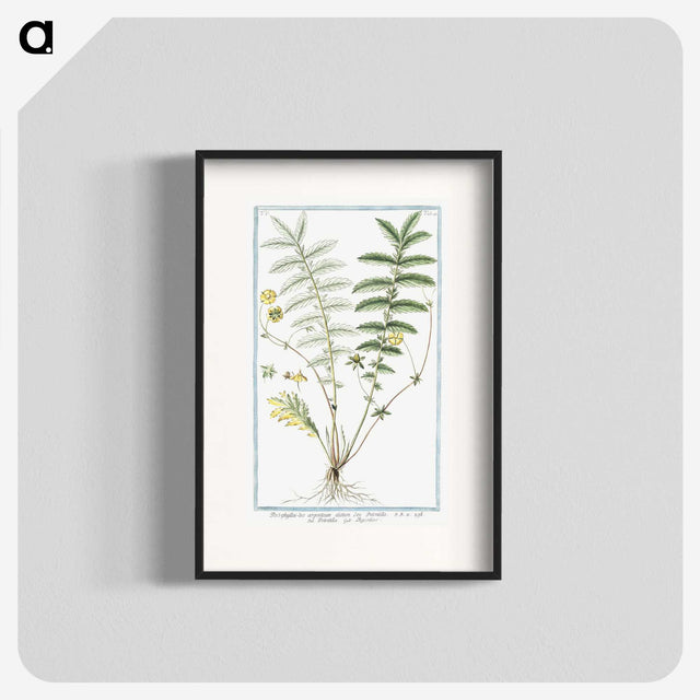 1-56_Hortus-Romanus-Botanical-Plates_blk