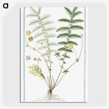 1-56_Hortus-Romanus-Botanical-Plates_picture-crop