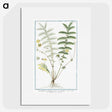 1-56_Hortus-Romanus-Botanical-Plates_picture