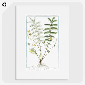 1-56_Hortus-Romanus-Botanical-Plates_picture