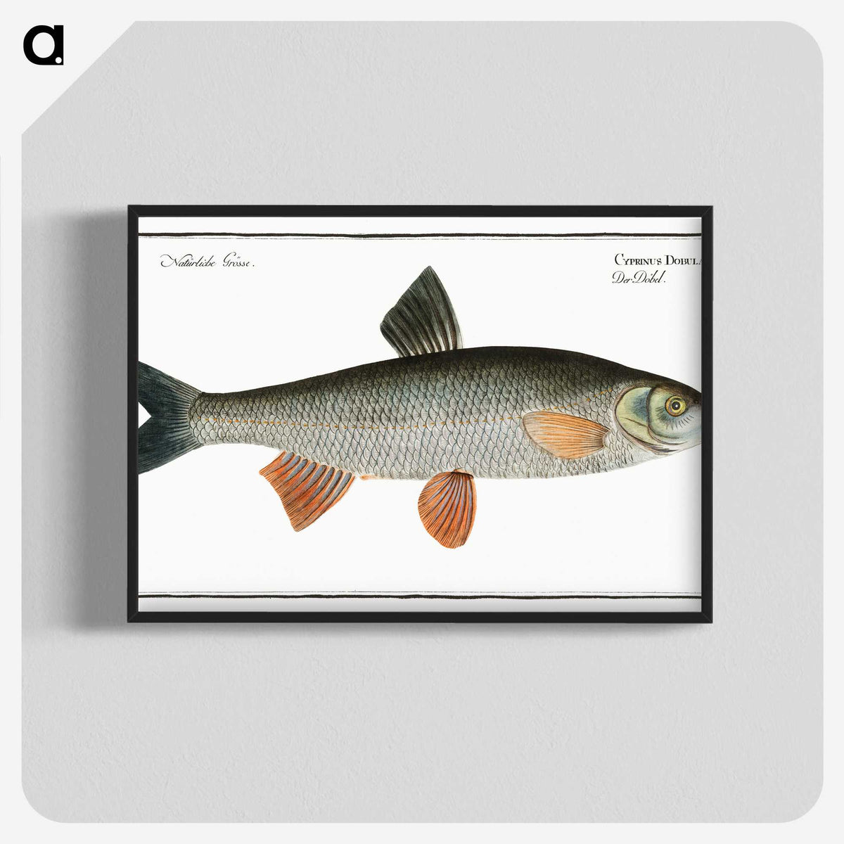 1-56_Ichtyologie-ou-Histoire-naturelle_blk-crop