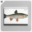 1-56_Ichtyologie-ou-Histoire-naturelle_canvas
