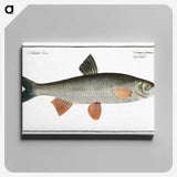 1-56_Ichtyologie-ou-Histoire-naturelle_canvas