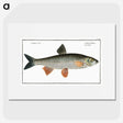 1-56_Ichtyologie-ou-Histoire-naturelle_picture
