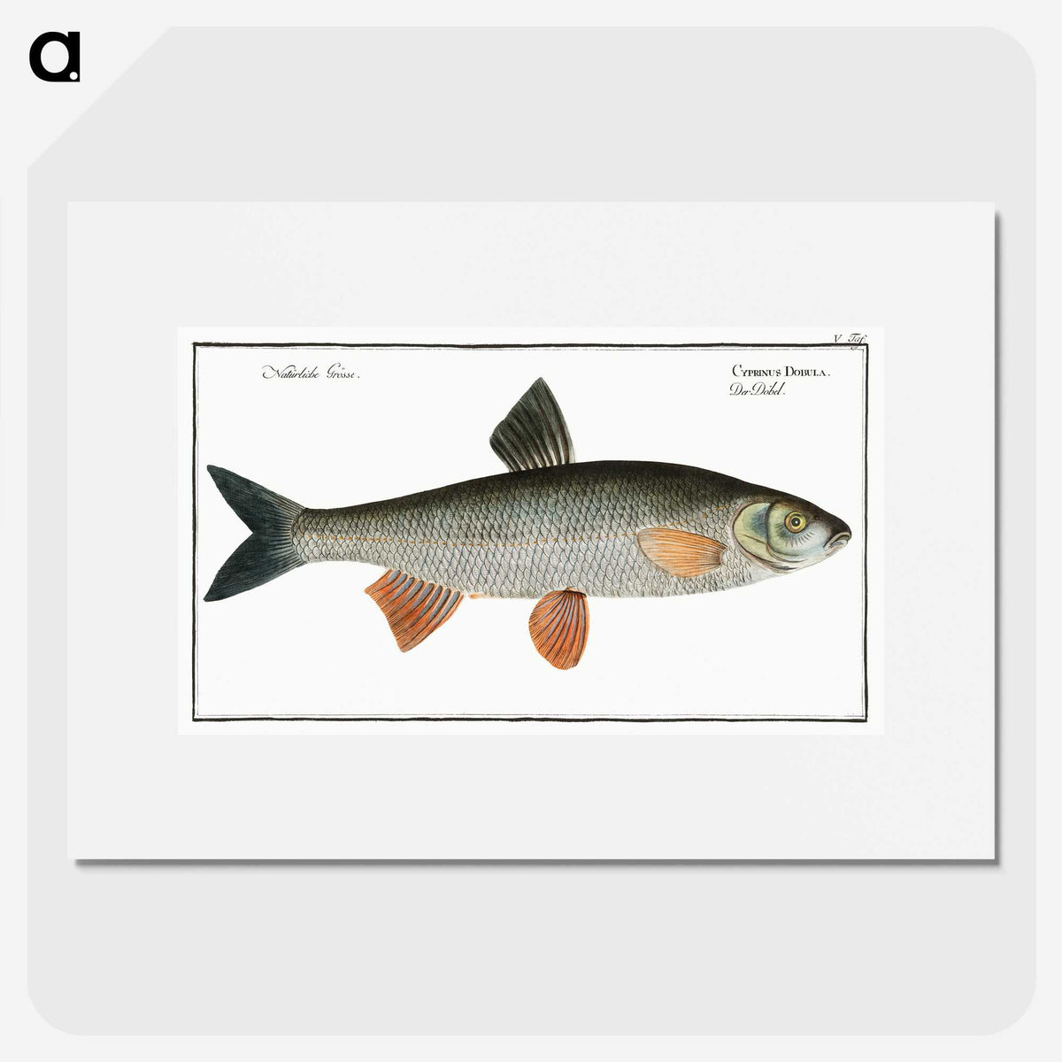 1-56_Ichtyologie-ou-Histoire-naturelle_picture