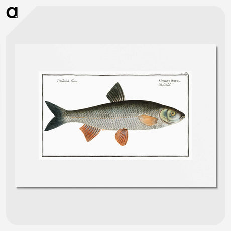 1-56_Ichtyologie-ou-Histoire-naturelle_picture