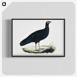 1-56_Indian-Zoology_blk-crop