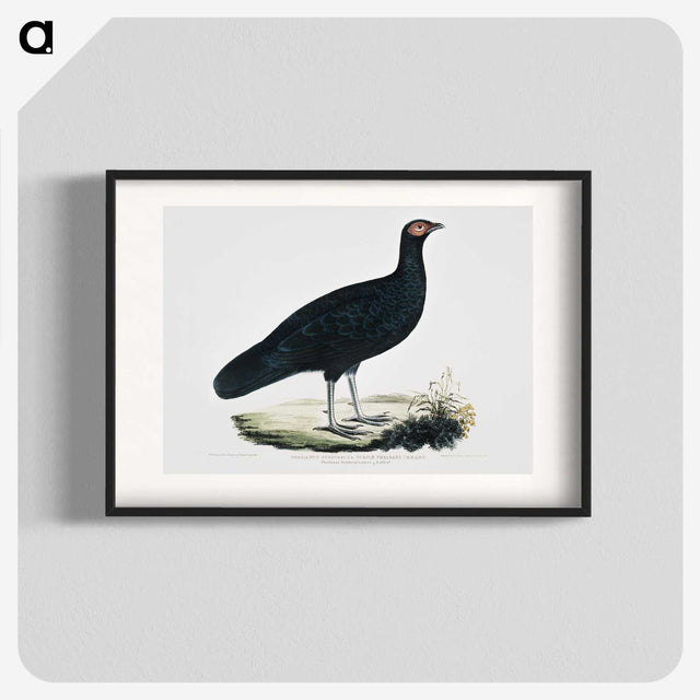 1-56_Indian-Zoology_blk