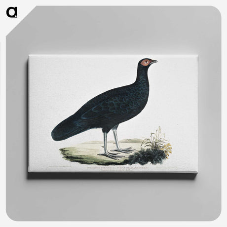1-56_Indian-Zoology_canvas