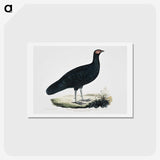 1-56_Indian-Zoology_hagaki