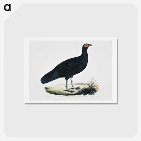 1-56_Indian-Zoology_hagaki