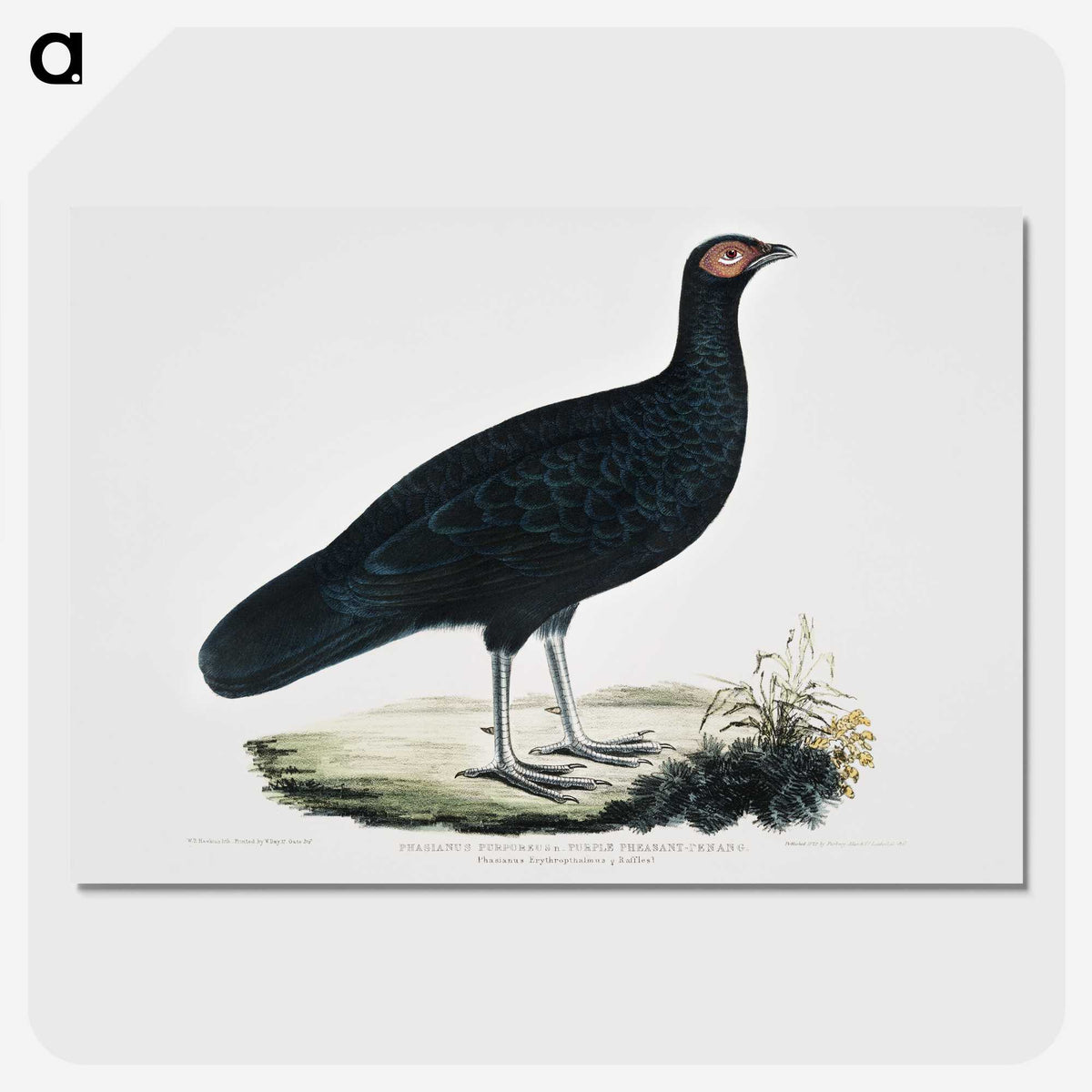 1-56_Indian-Zoology_picture-crop