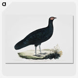 1-56_Indian-Zoology_picture-crop