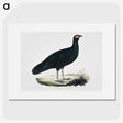 1-56_Indian-Zoology_picture