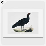 1-56_Indian-Zoology_picture