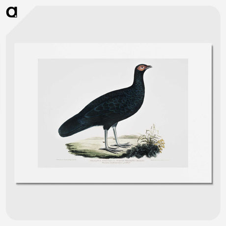 1-56_Indian-Zoology_picture