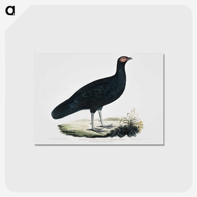 1-56_Indian-Zoology_postcard