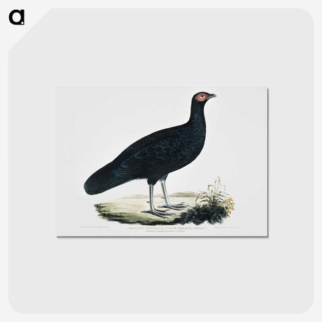 1-56_Indian-Zoology_postcard