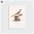 アートポストカード-Bee Cuckoo
 - ジェームス ヒース Postcard.