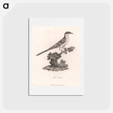 アートポストカード-Bee Cuckoo
 - ジェームス ヒース Postcard.