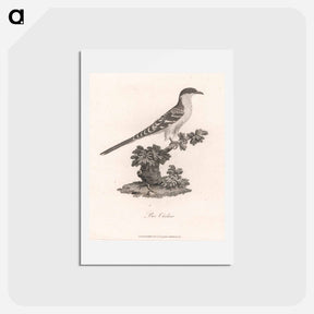 アートポストカード-Bee Cuckoo
 - ジェームス ヒース Postcard.