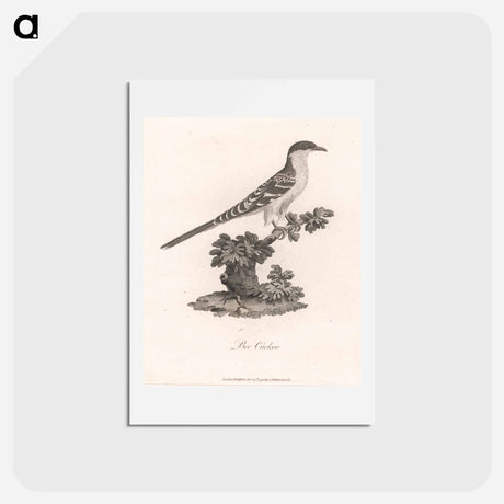 アートポストカード-Bee Cuckoo
 - ジェームス ヒース Postcard.