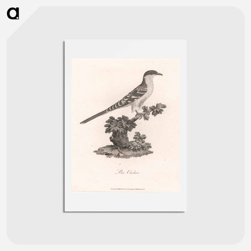 Bee Cuckoo
 - ジェームス ヒース Postcard.