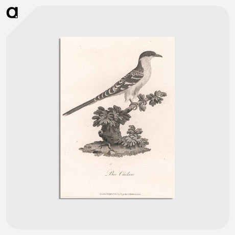 アートポストカード-Bee Cuckoo
 - ジェームス ヒース Postcard.