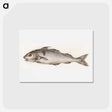 アートポストカード-Fish - ジャン ベルナール Postcard.