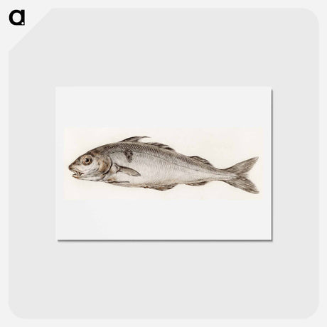 アートポストカード-Fish - ジャン ベルナール Postcard.
