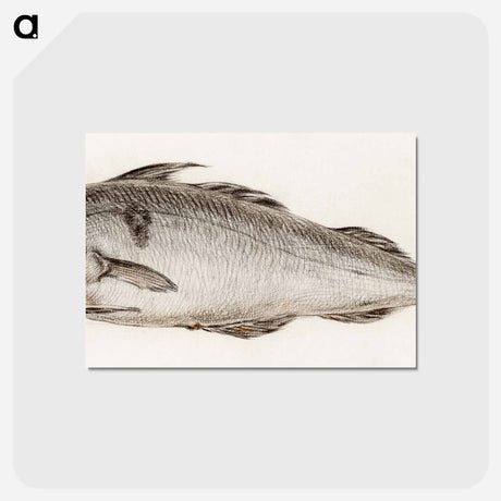 アートポストカード-Fish - ジャン ベルナール Postcard.