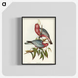 1-56_John-Gould_blk-crop