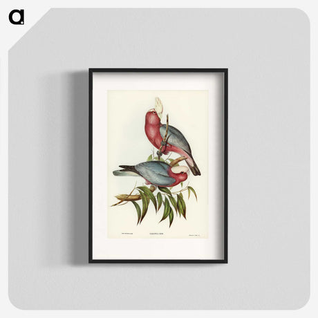 1-56_John-Gould_blk