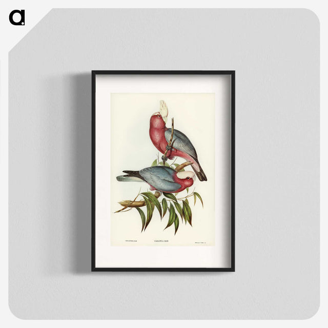 1-56_John-Gould_blk