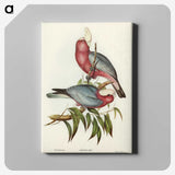 1-56_John-Gould_canvas