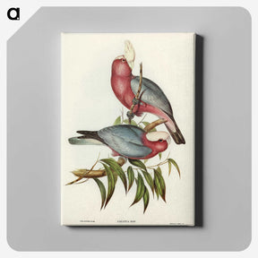 1-56_John-Gould_canvas