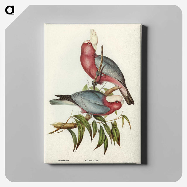 1-56_John-Gould_canvas