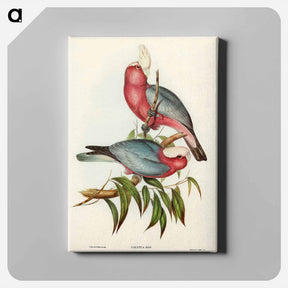 アートパネル-Rose-breasted Cockatoo
 - ジョン グールド Canvas.
