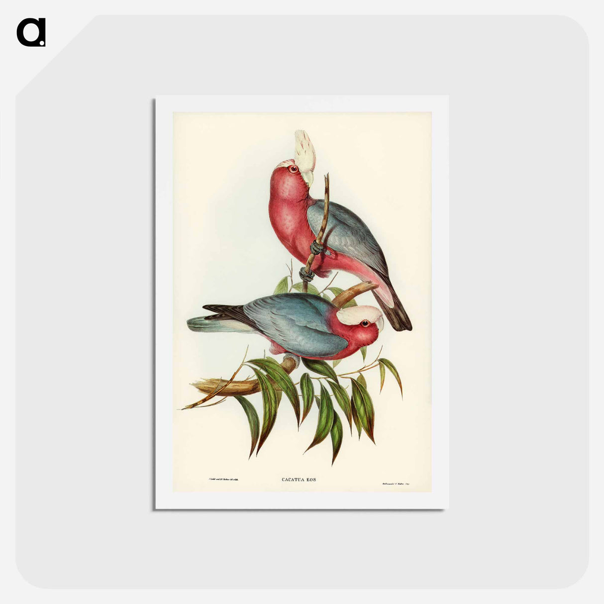アートポストカード-Rose-breasted Cockatoo
 - ジョン グールド Postcard.