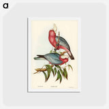 アートポストカード-Rose-breasted Cockatoo
 - ジョン グールド Postcard.