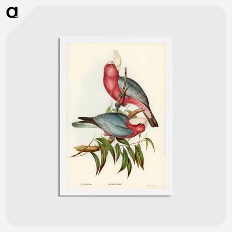 アートポストカード-Rose-breasted Cockatoo
 - ジョン グールド Postcard.