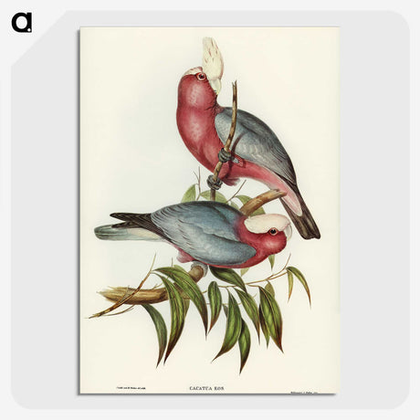 1-56_John-Gould_picture-crop