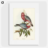 1-56_John-Gould_picture