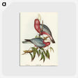 1-56_John-Gould_postcard