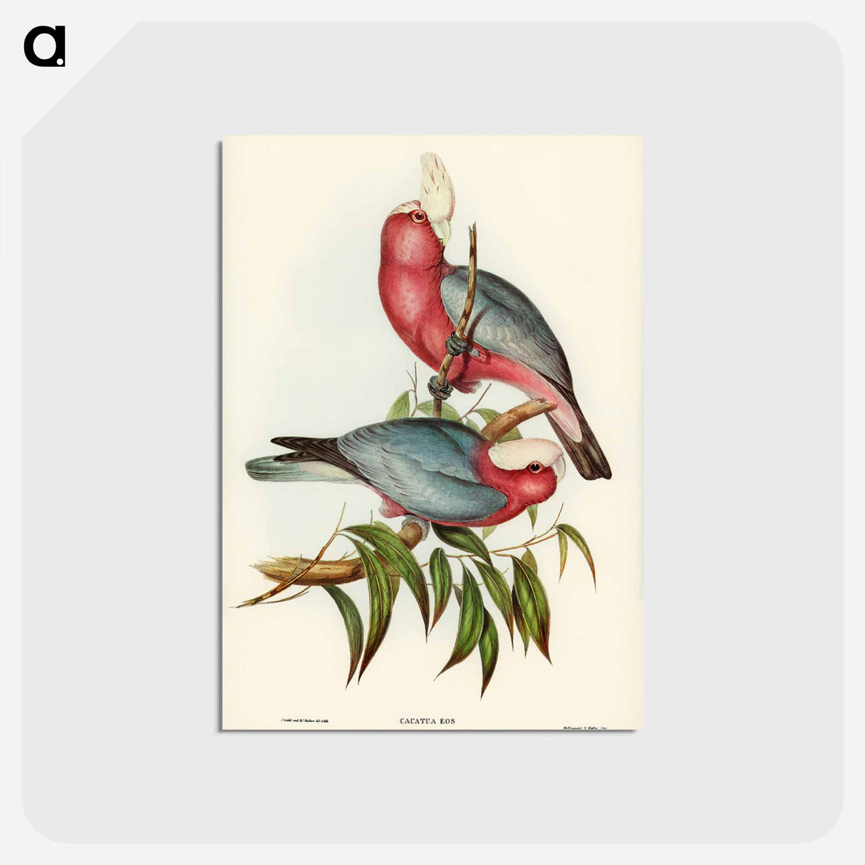 アートポストカード-Rose-breasted Cockatoo
 - ジョン グールド Postcard.