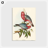 アートポストカード-Rose-breasted Cockatoo
 - ジョン グールド Postcard.