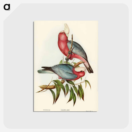 アートポストカード-Rose-breasted Cockatoo
 - ジョン グールド Postcard.