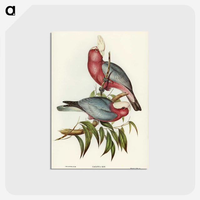 1-56_John-Gould_postcard